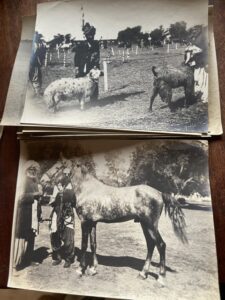 Sindh. Nawabshah Horse & Cattle Show, vintage photographs from 1917